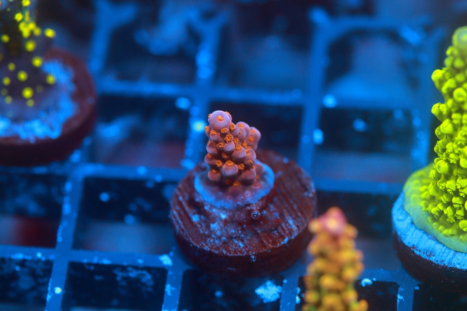 Fireworks Acropora WYSIWYG