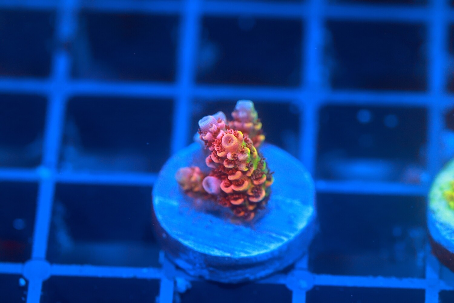 Colourful Colin - Acropora WYSIWYG