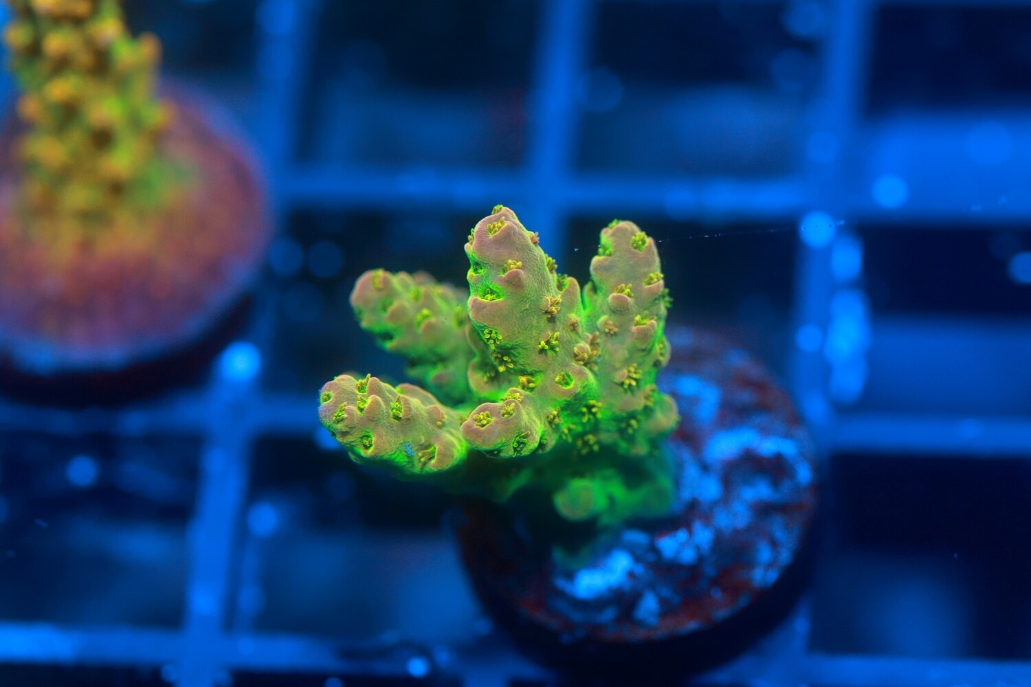 Orange tips WYSIWYG