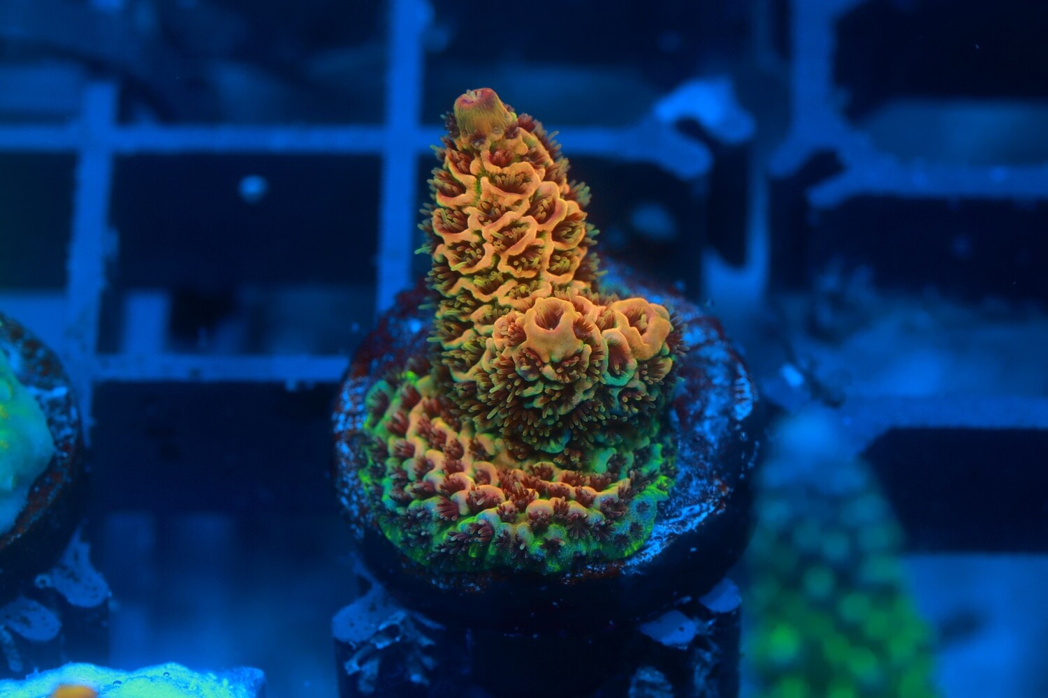 Purple tip Acropora Millepora - WYSIWYG