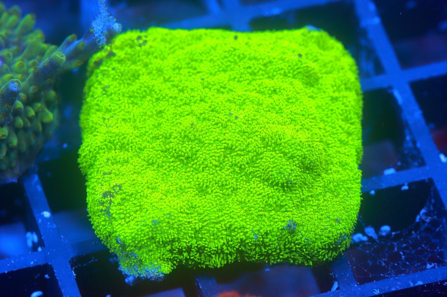 Lime Psammocora - Large frag