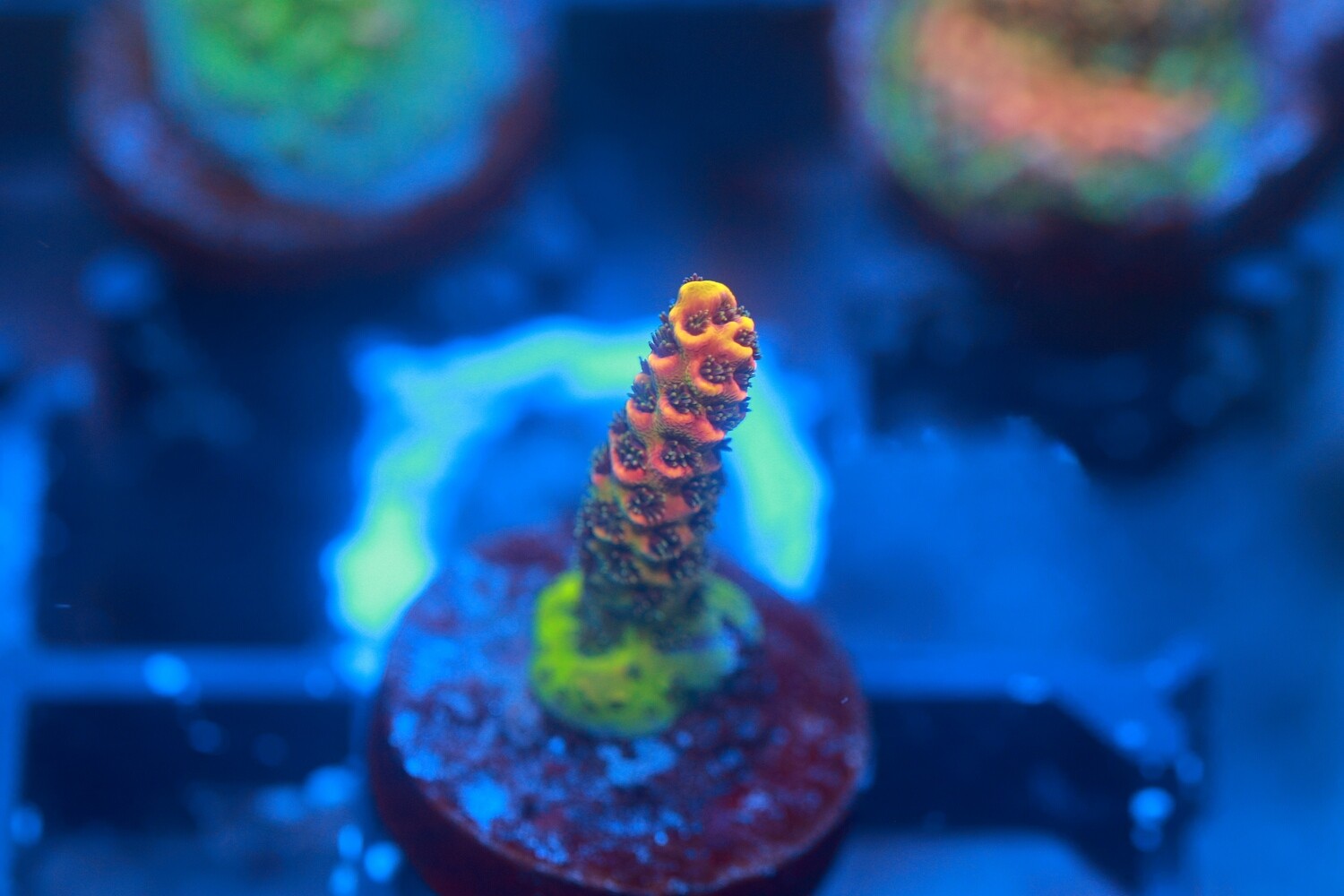 Sunburst Acro