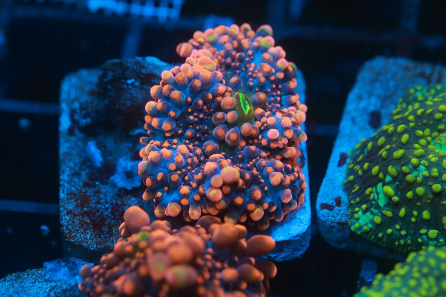 Green Mouth Orange Super Yuma Mushroom
