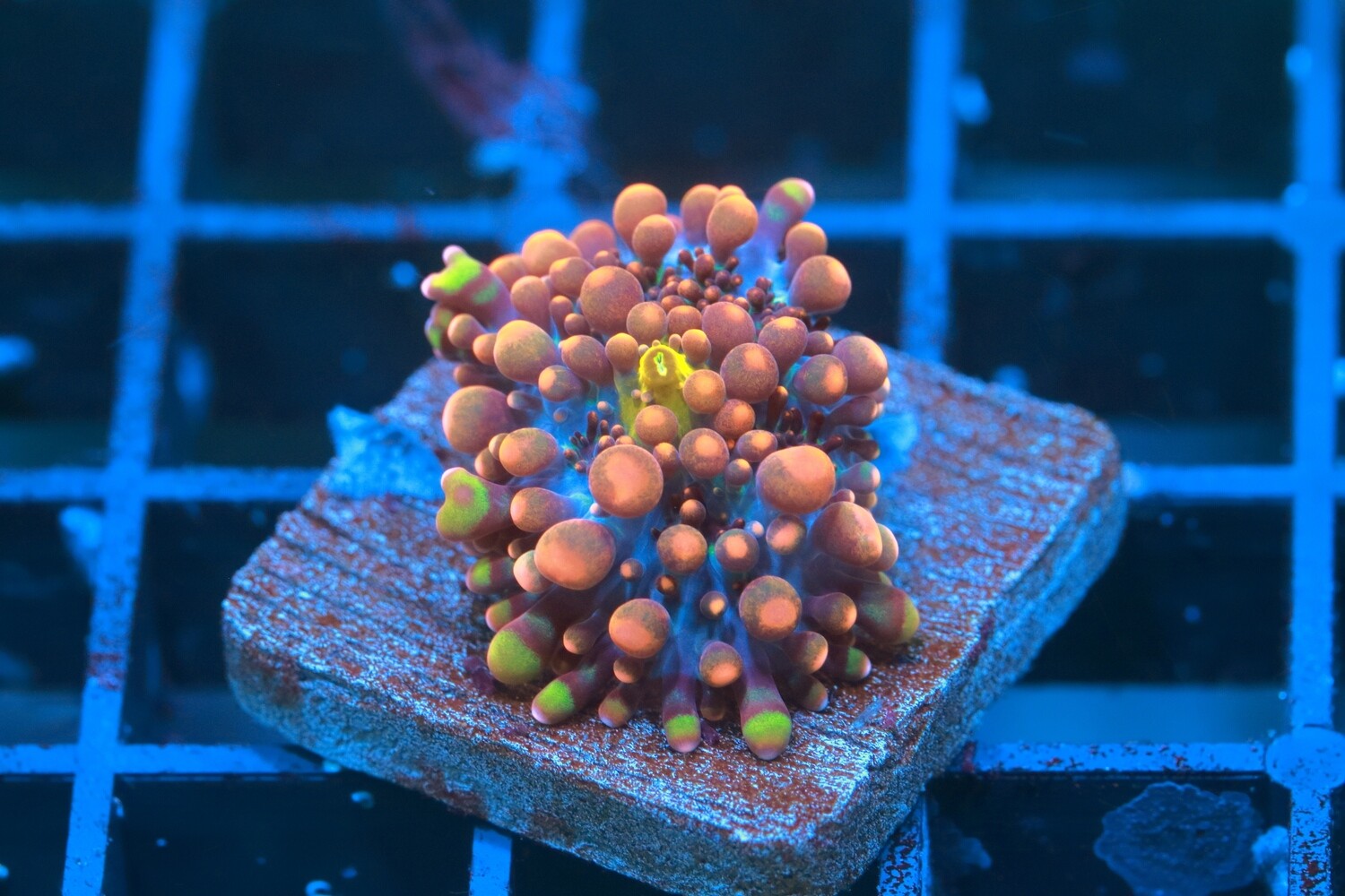Yellow mouth Super Yuma mushroom