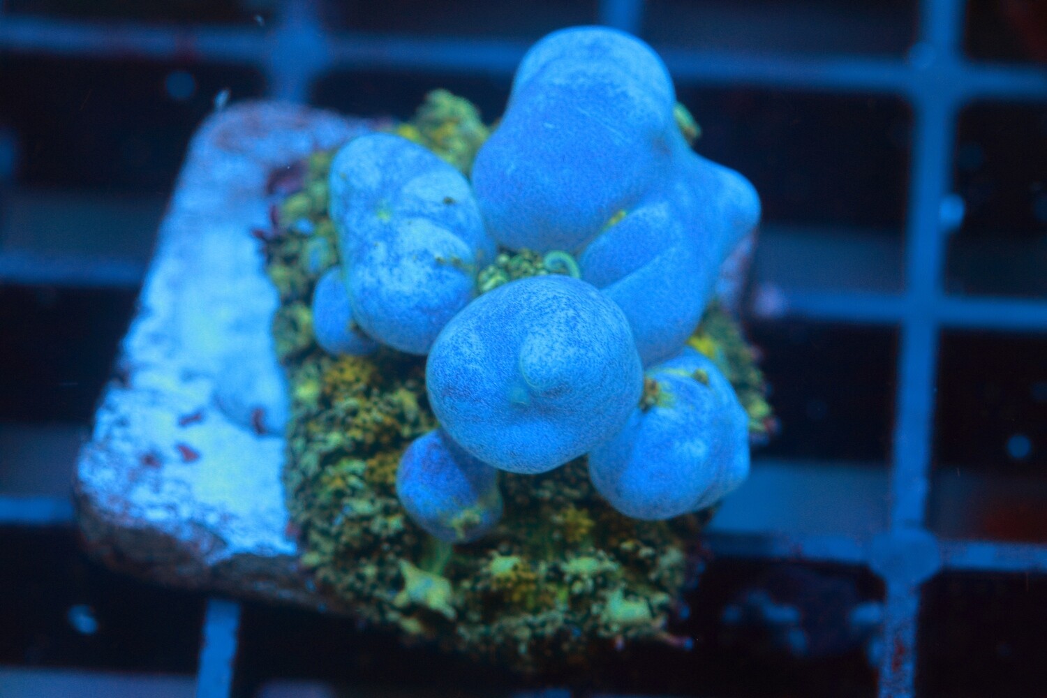 Phantom Bounce Mushroom