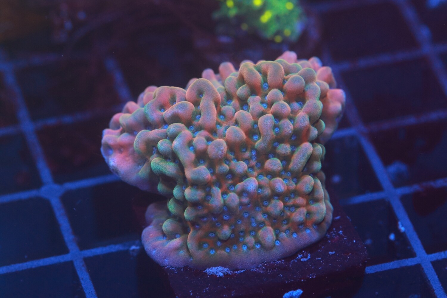 Beach Bum Monti Large frag