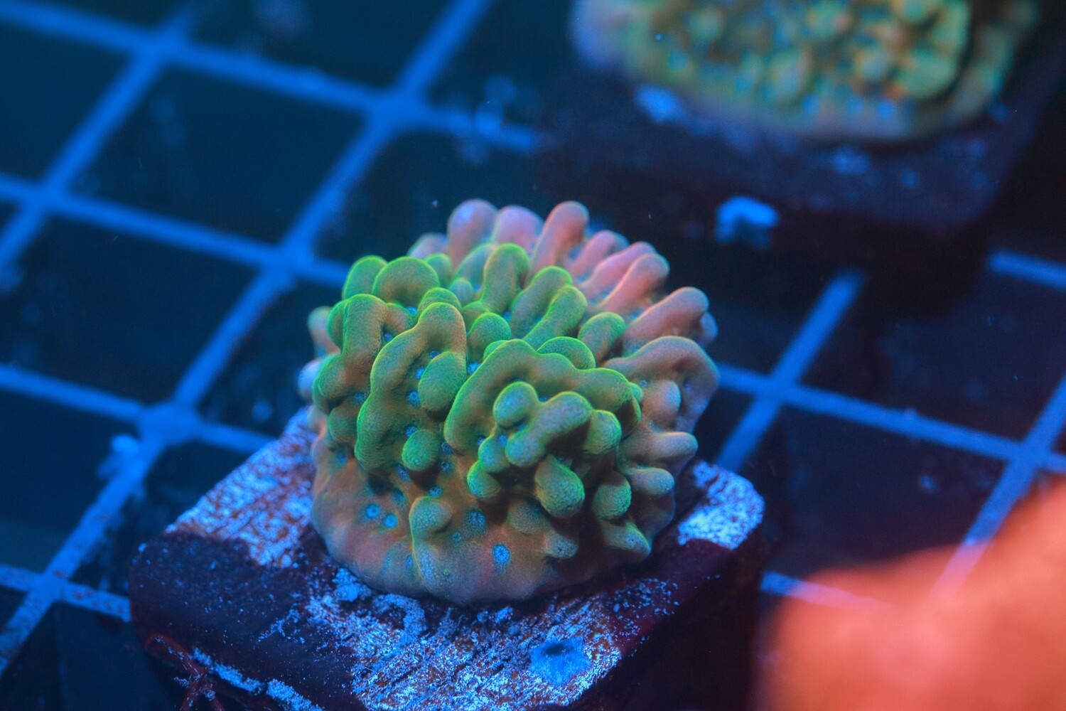 Beach Bum Monti Medium frag