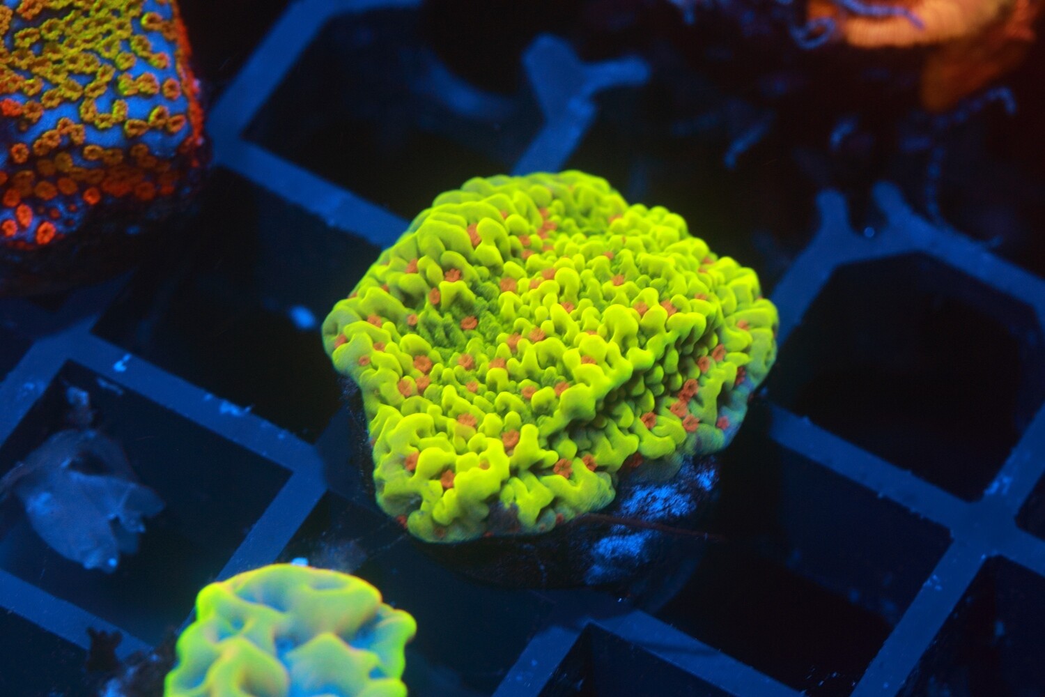 Strawberry fields montipora