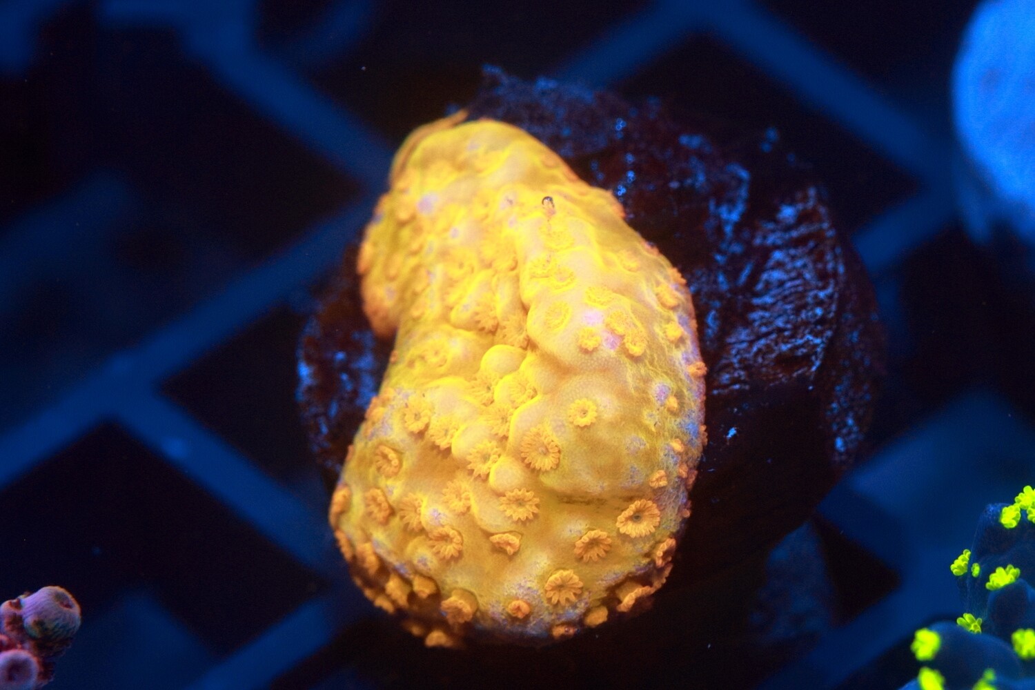 Fields of Gold Montipora