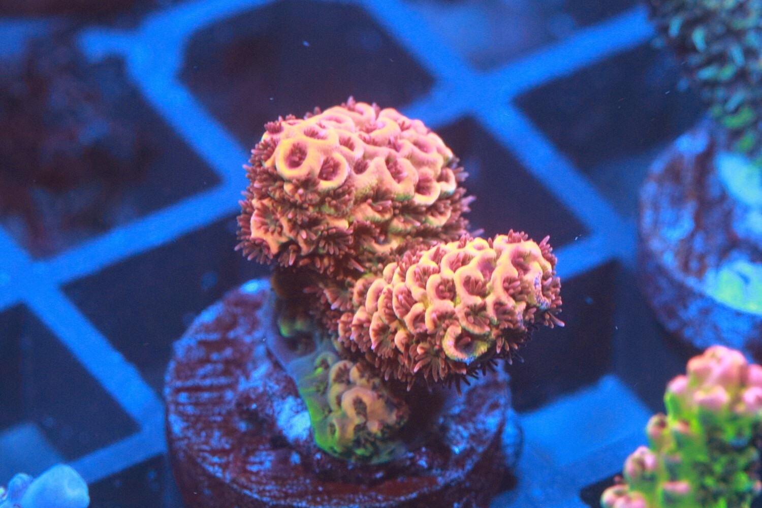 Orange Acro - WYSIWYG