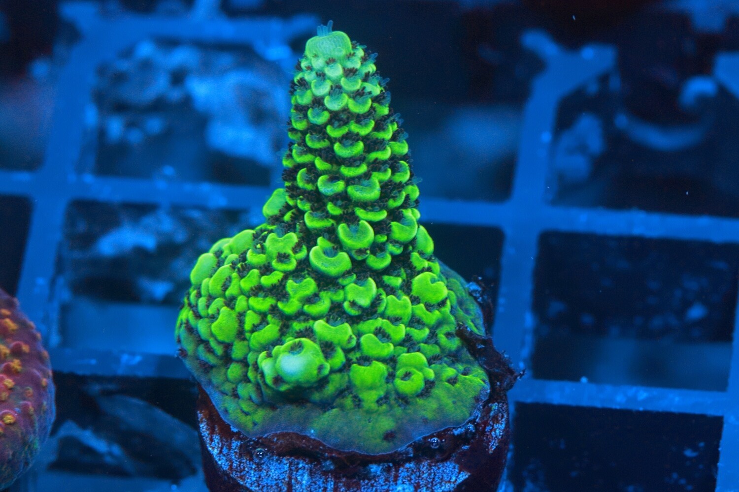 Babylon Acropora