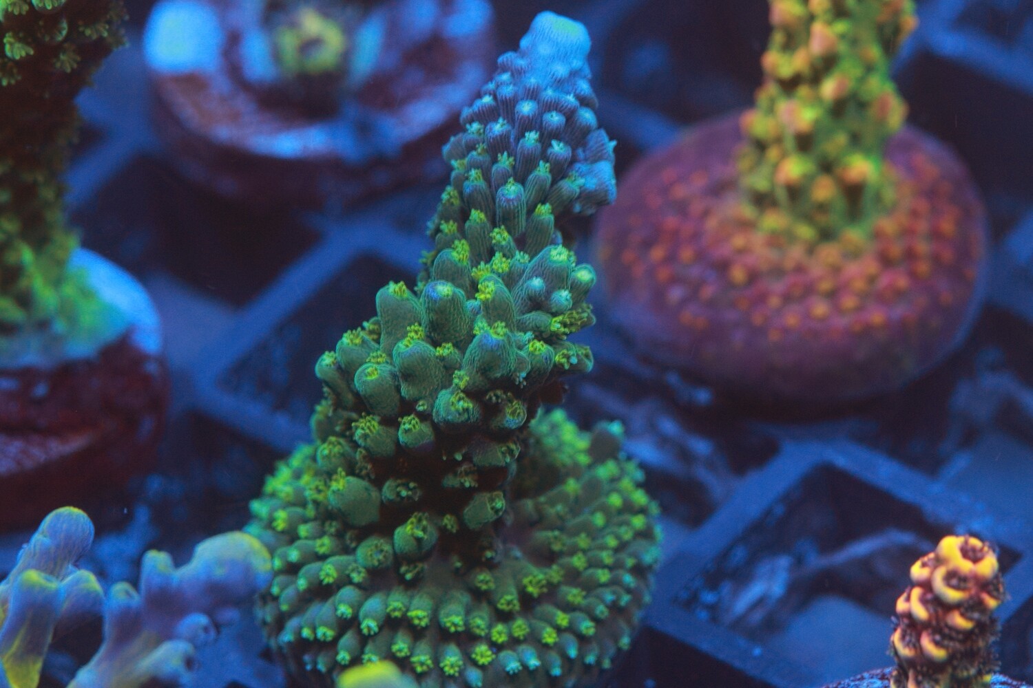 Blue tip staghorn - M/L frag