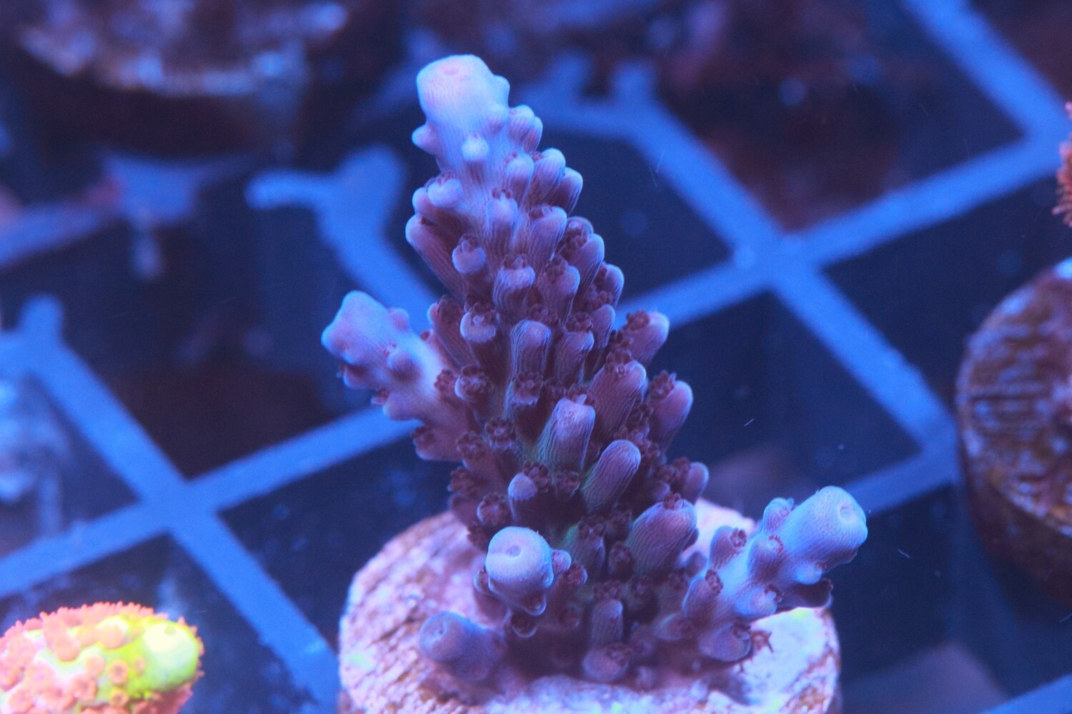 Blue Tip Staghorn