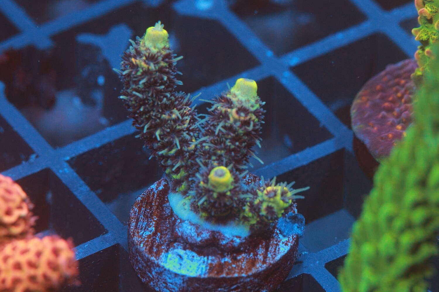 Yellowtip Millie