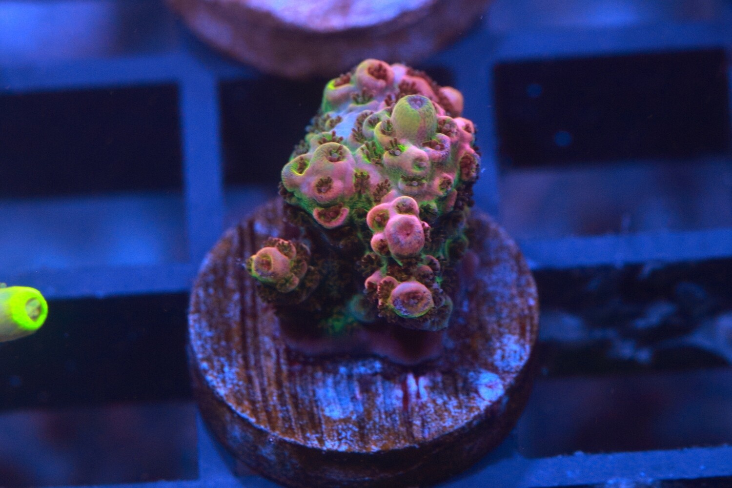 Pinky Perky  Acropora WYSIWYG