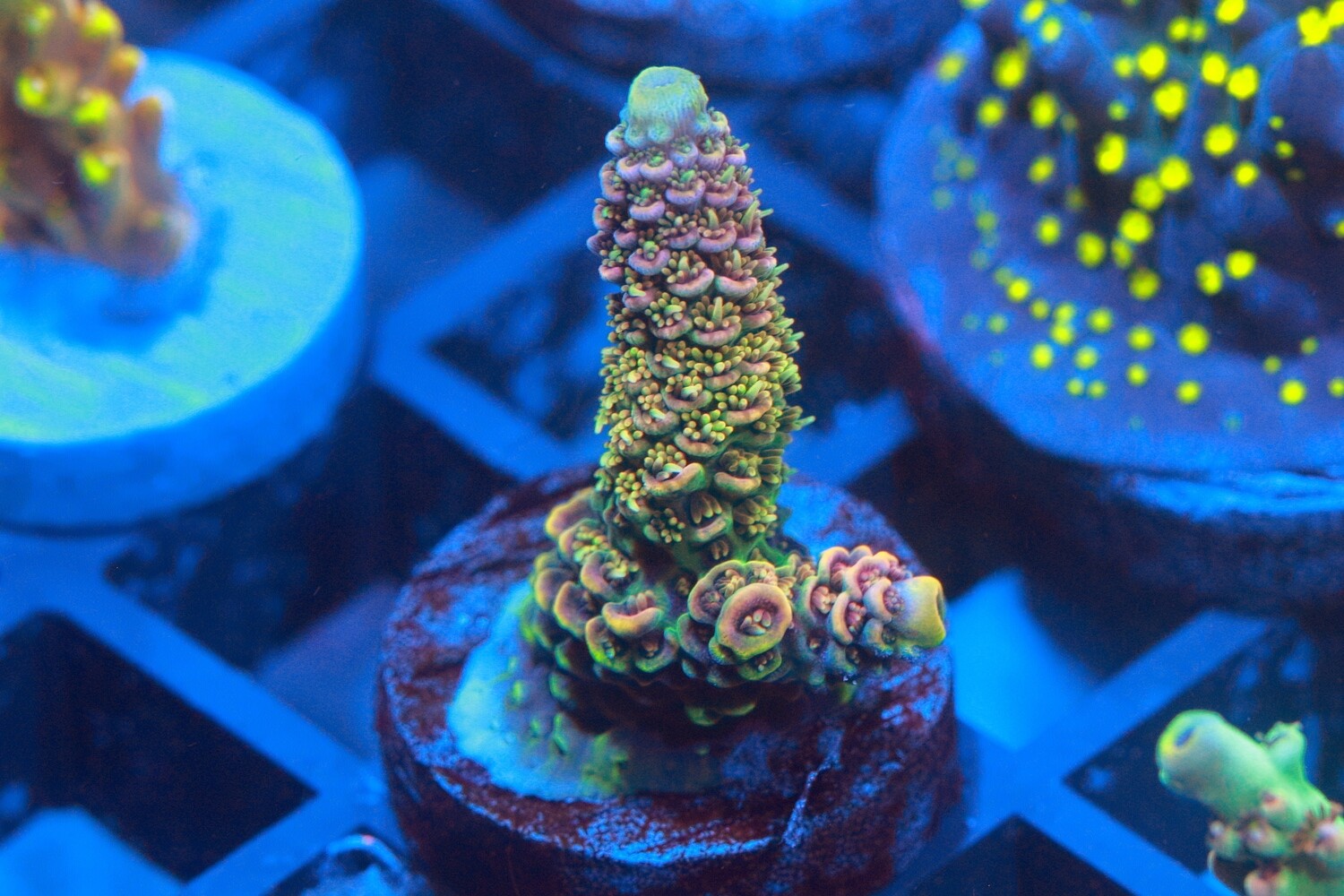 Pink and yellow acro