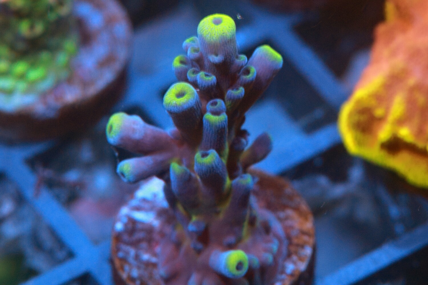 Yellow tips acro - Small