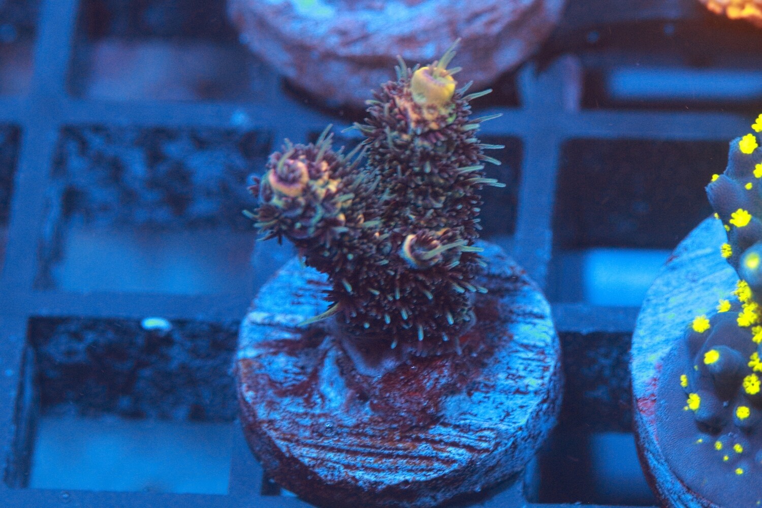 Acropora Millepora