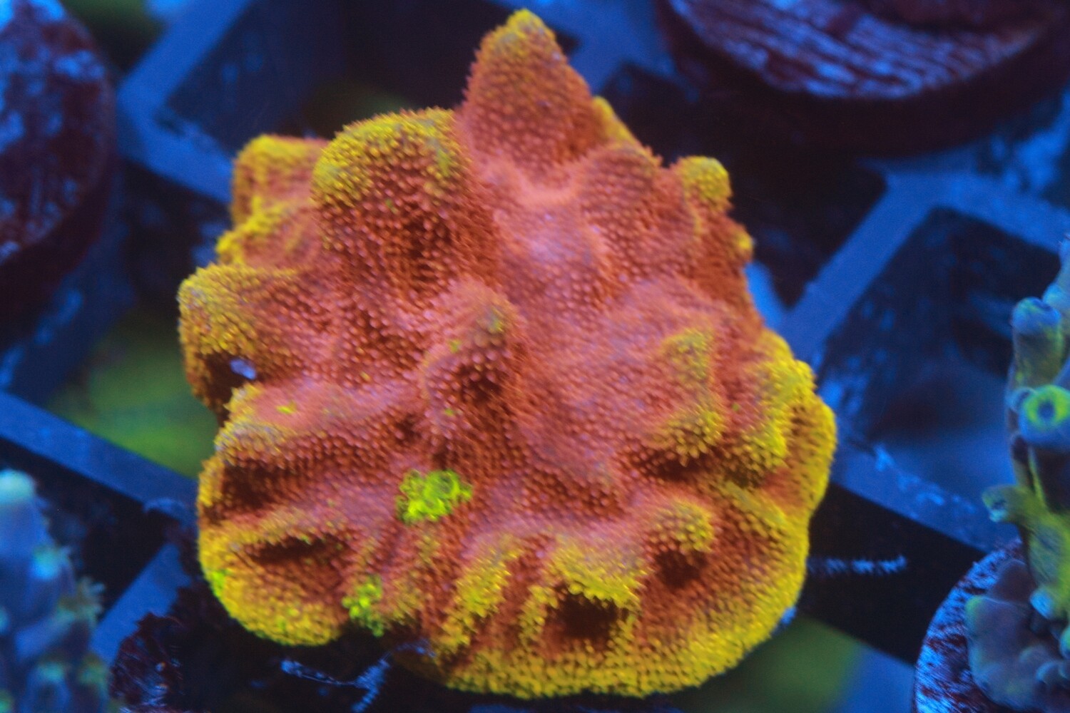 Solar Flare Psammocora