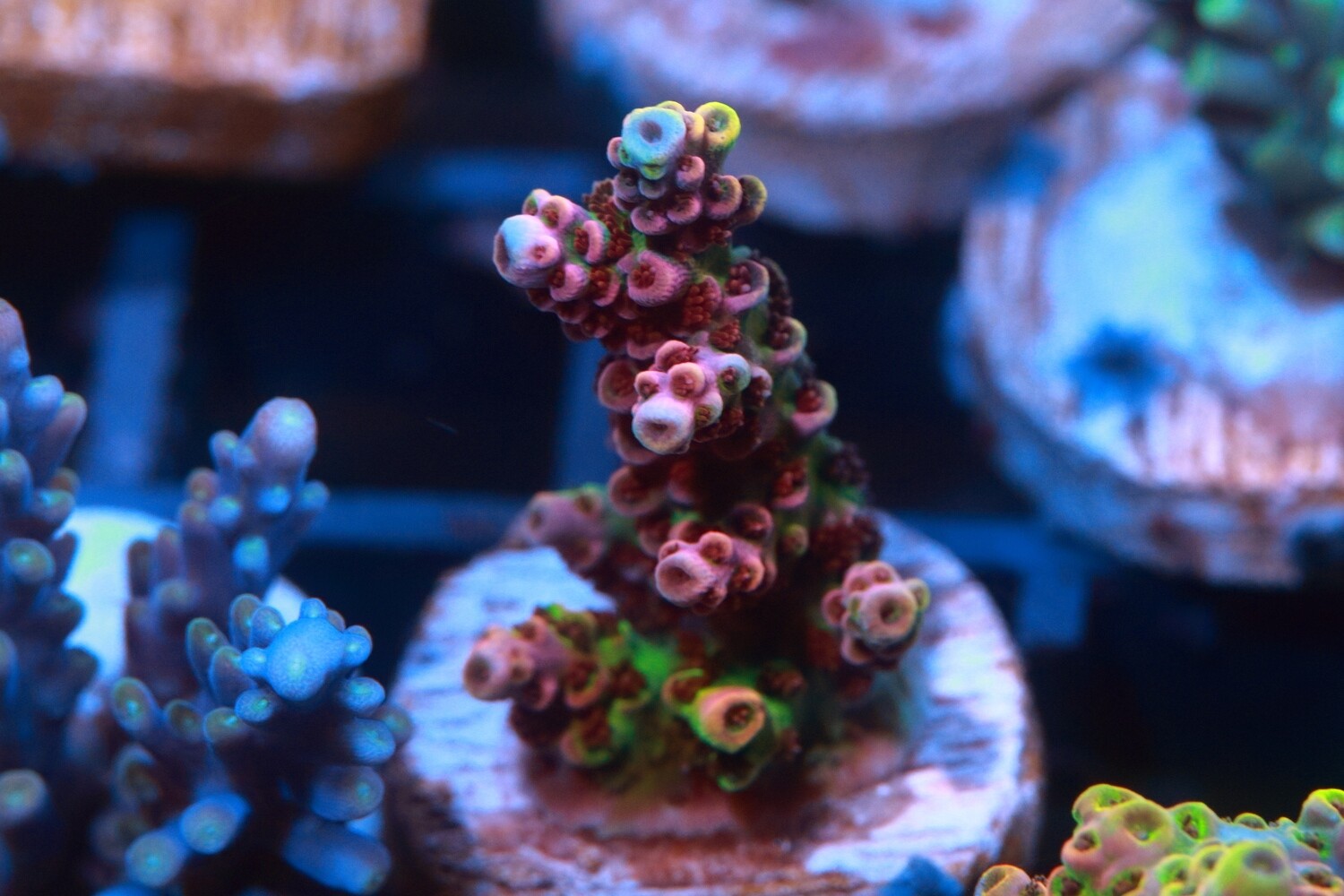 Red Micro Acro - WYSIWYG