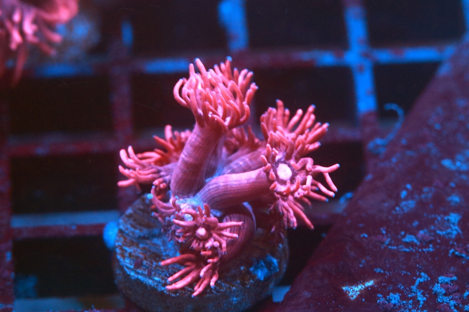 Pink Eyed Red Goni
