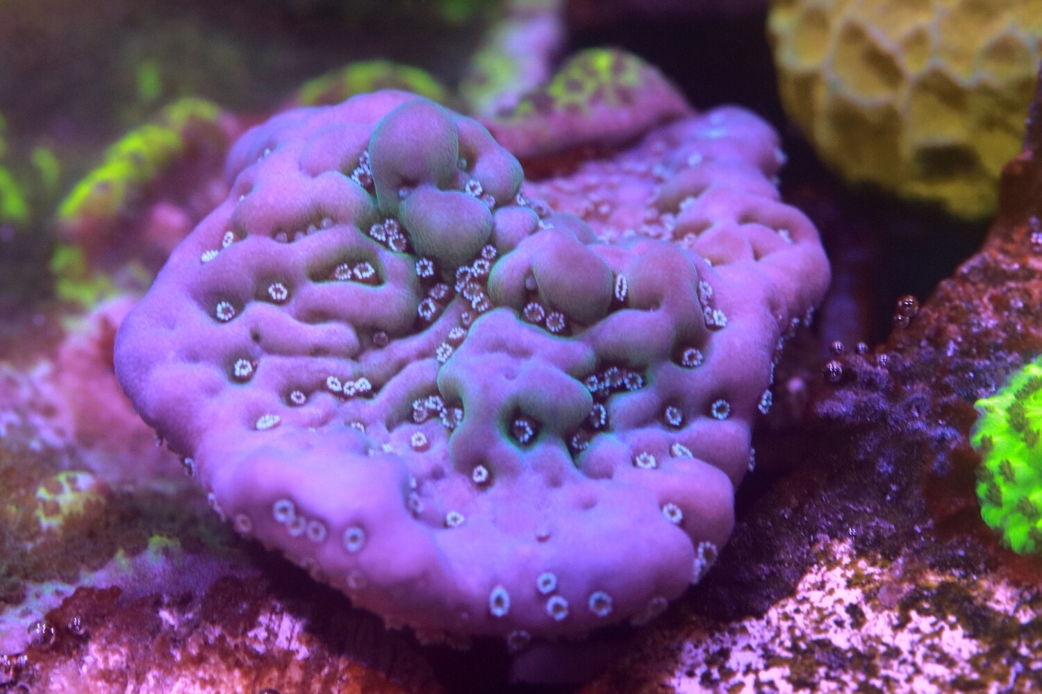 True Montipora Undata