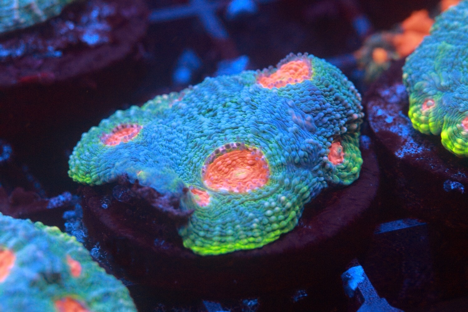 Orange and purple eye Echinata (Acan) - 2 polyps