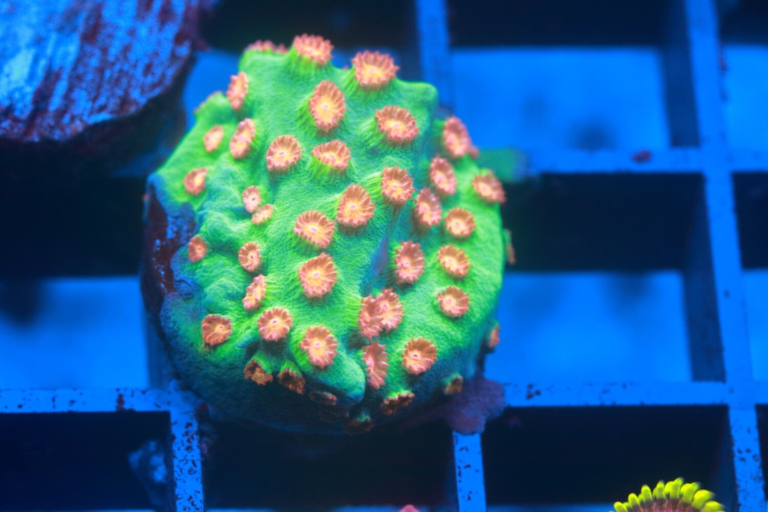 Meteor Shower Cyphastrea