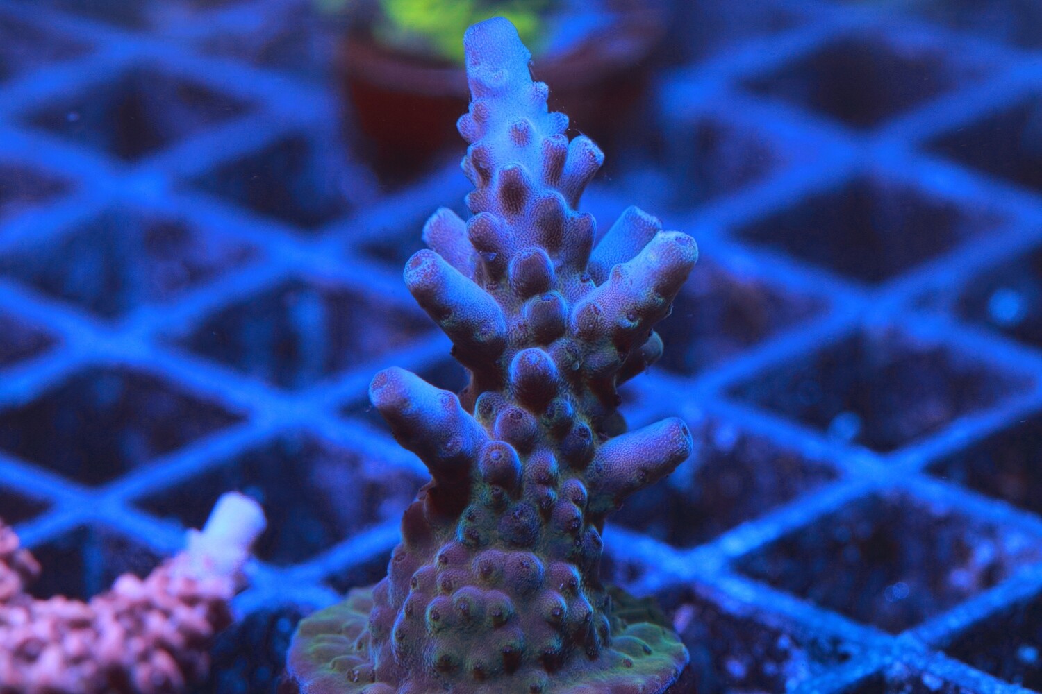 Purple Monster Acropora  WYSIWYG