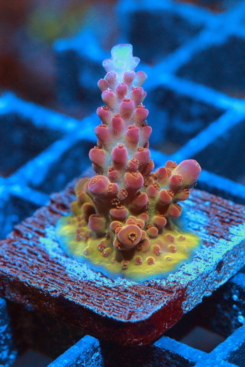Dragonfruit Acro WYSIWYG