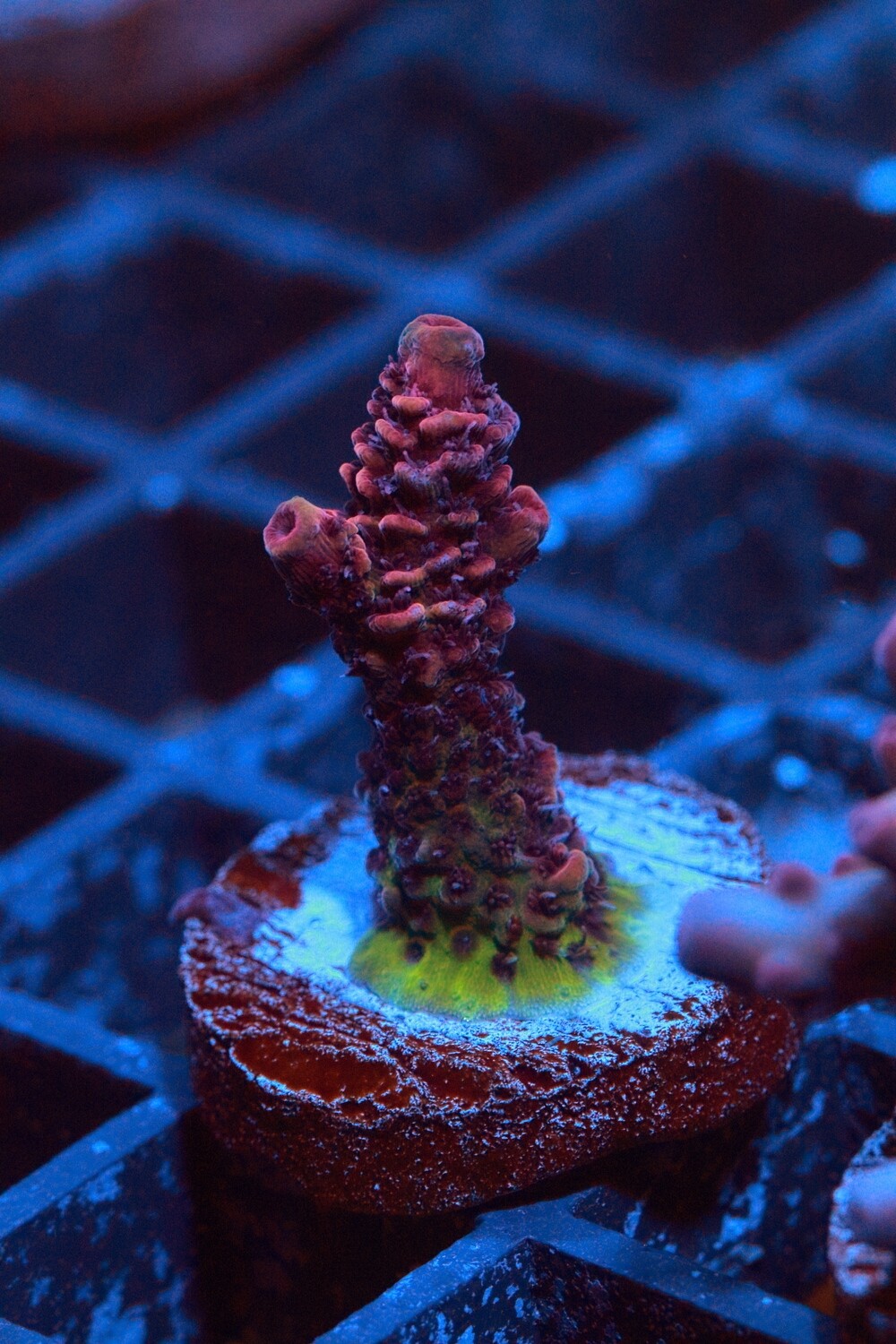 Merry Cherry Acropora