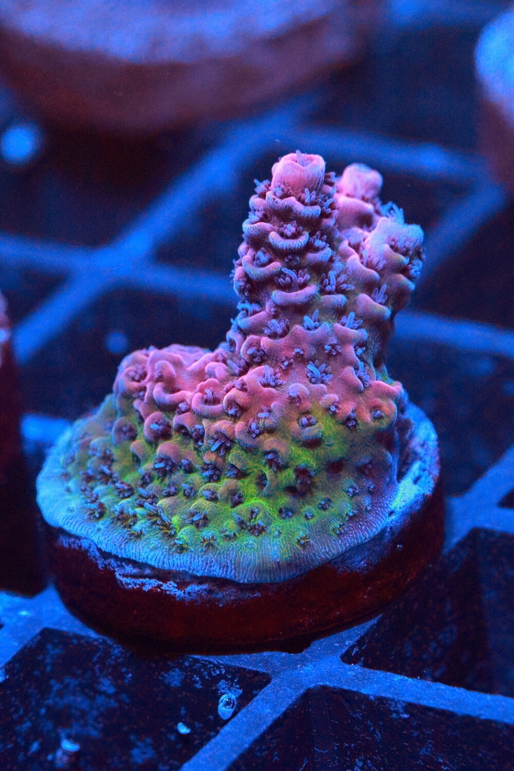 Red Planet Acropora WYSIWYG