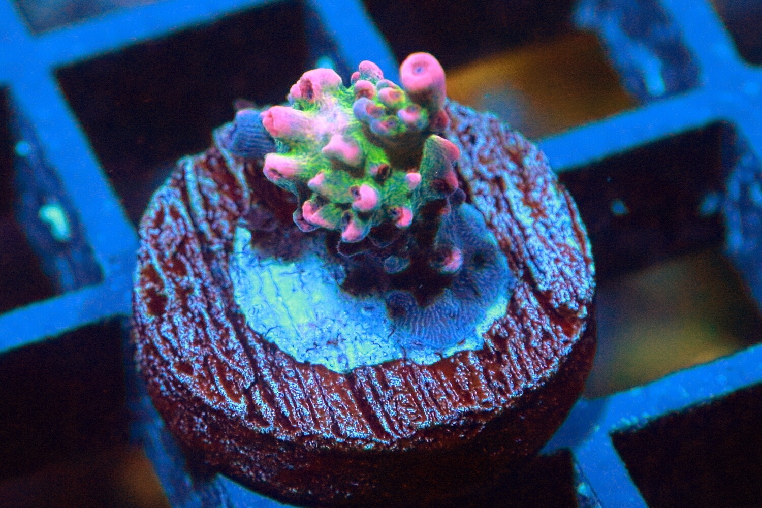 Strawberry Shortcake Acropora - WYSIWYG