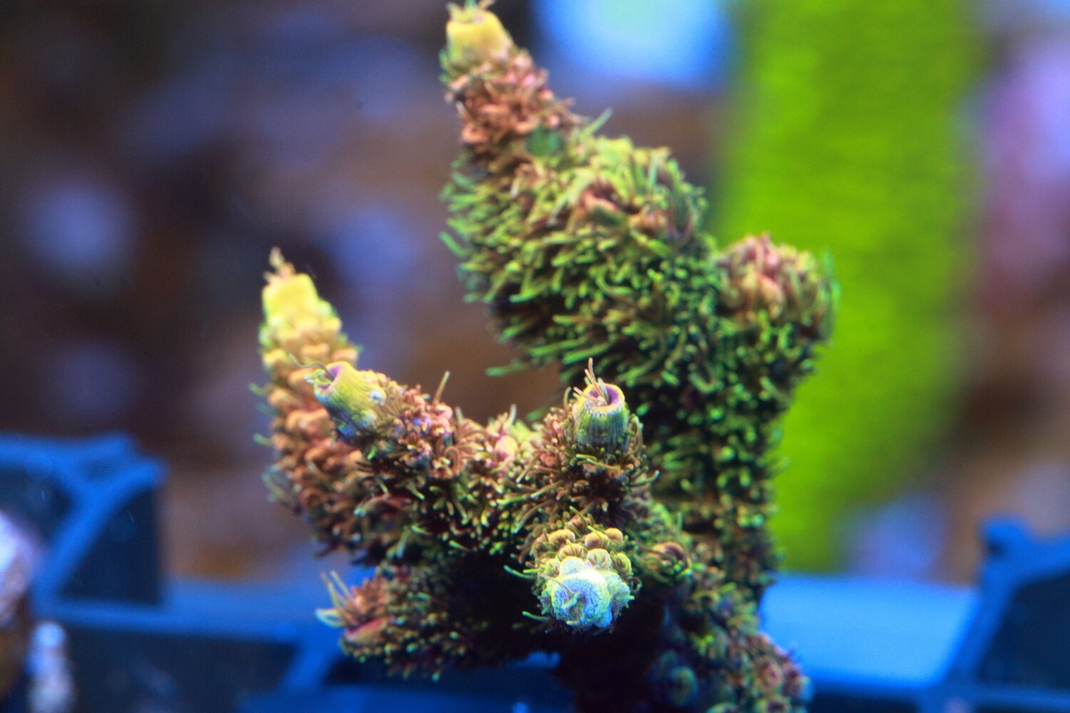 Yellowtip Special Millepora WYSIWYG