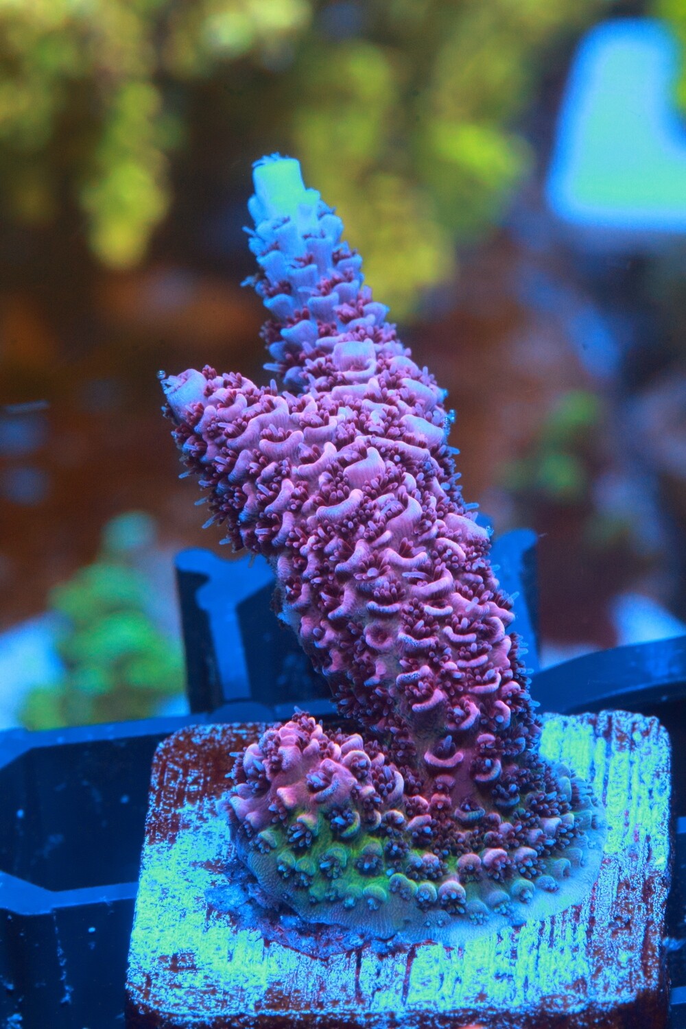 Red Planet Acropora WYSIWYG