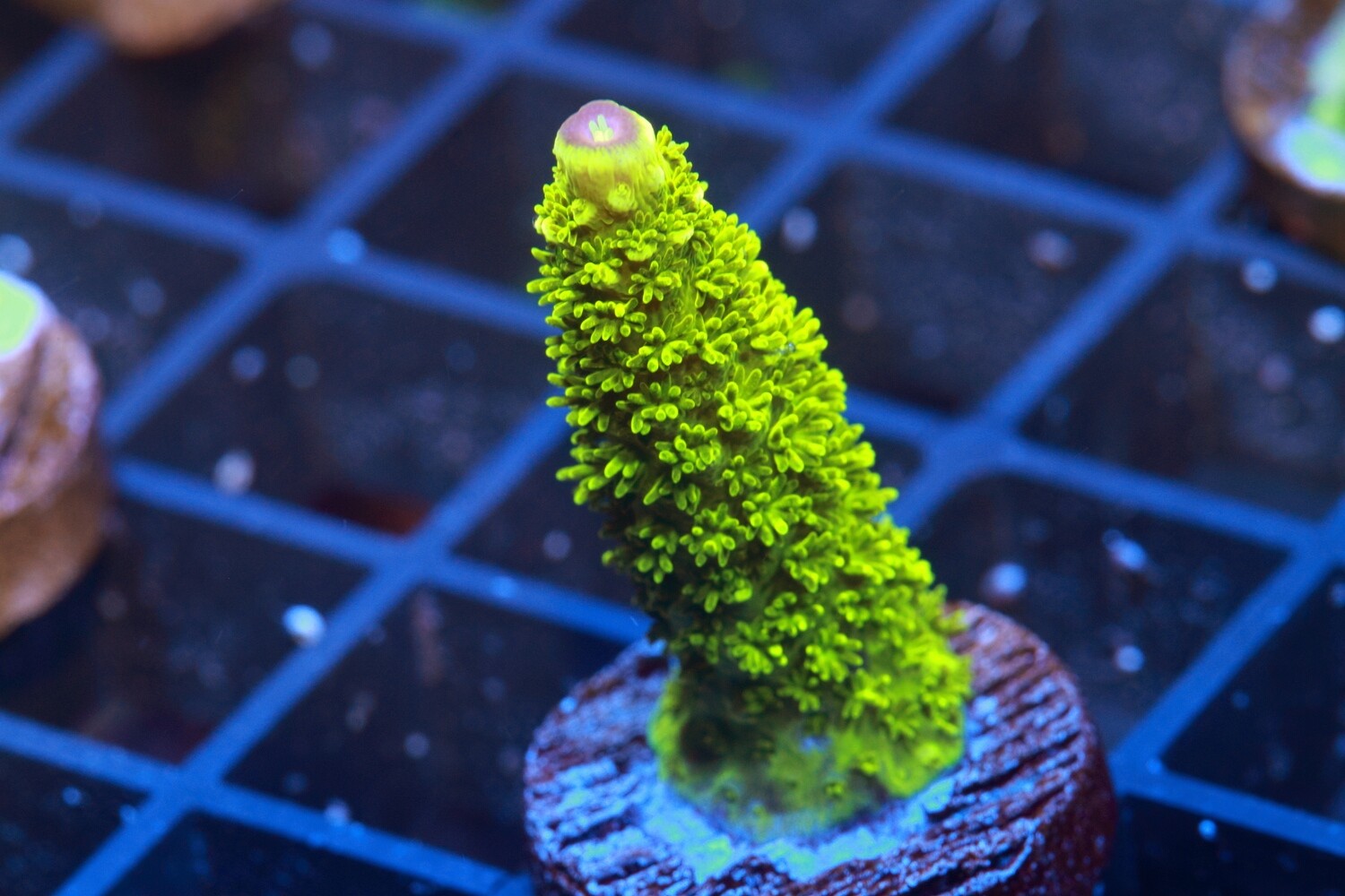 Bali Slimer Acropora