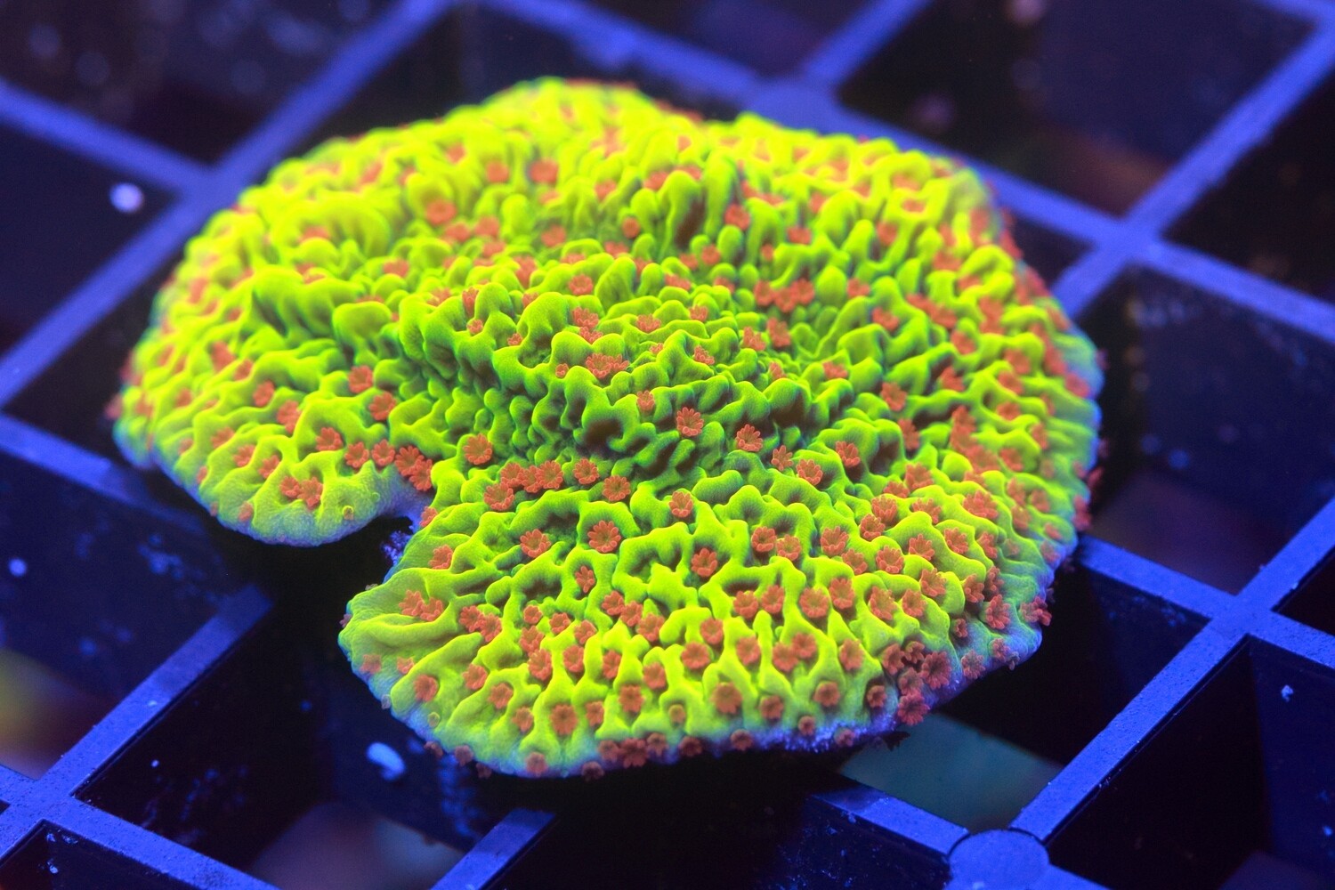 Strawberry Fields Montipora