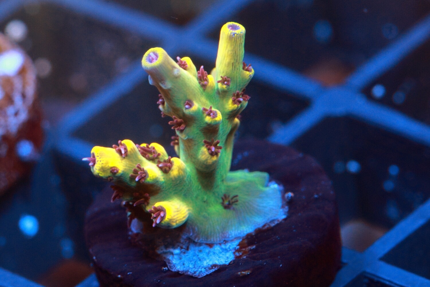 Tigers Blood acropora