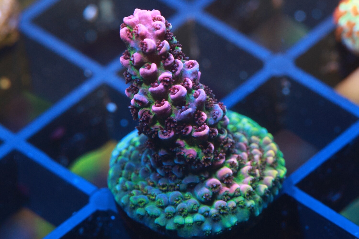 Pinky Perky  Acropora WYSIWYG