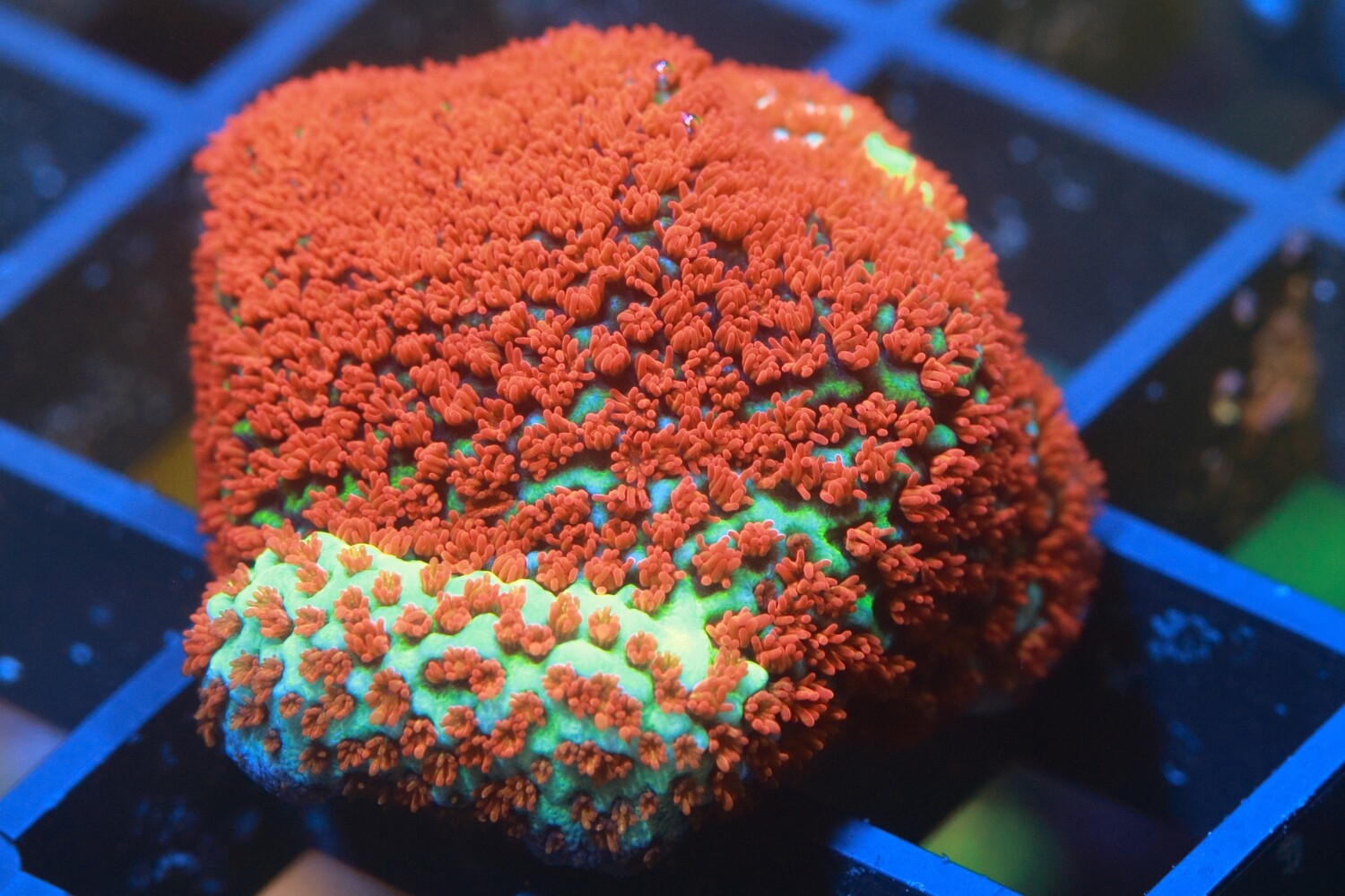 Aquaman Monti