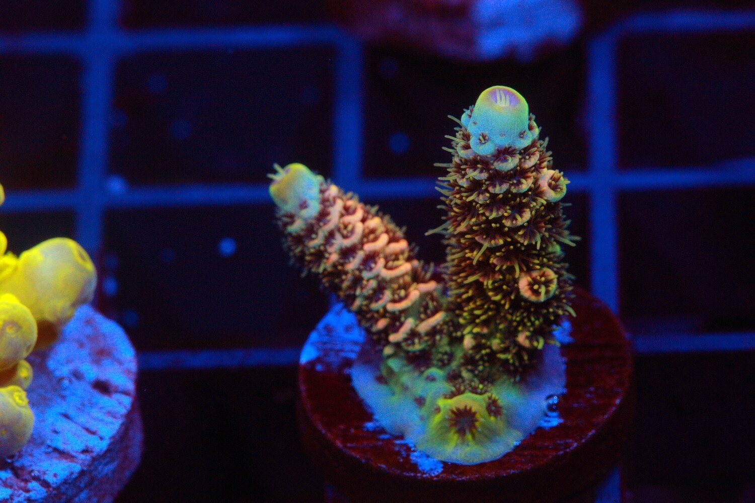 Sunset Milli Acropora WYSIWYG