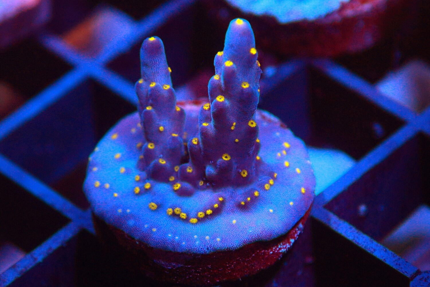 Tricolour Valida Acropora - small