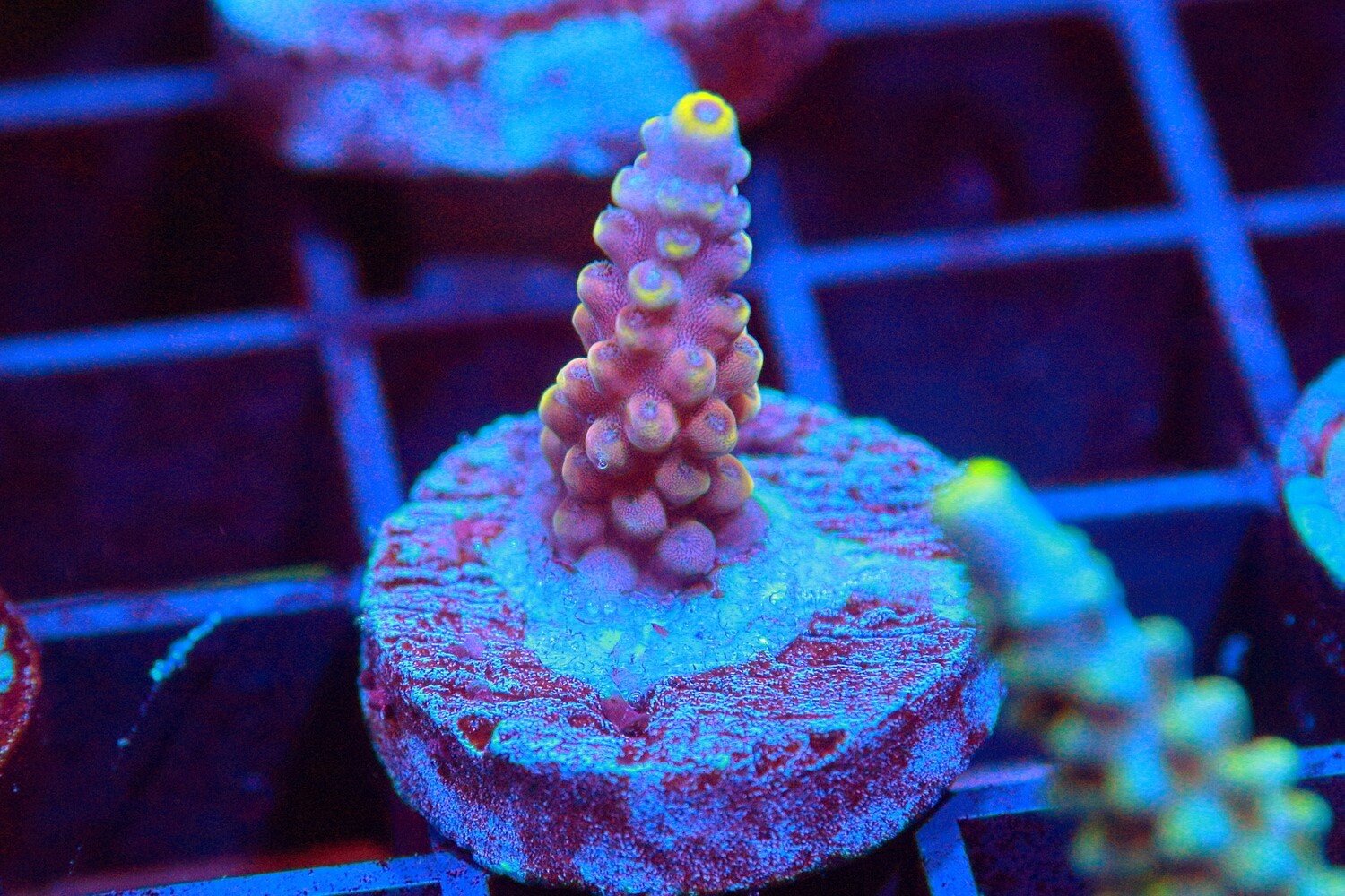 Candyland Acropora Small