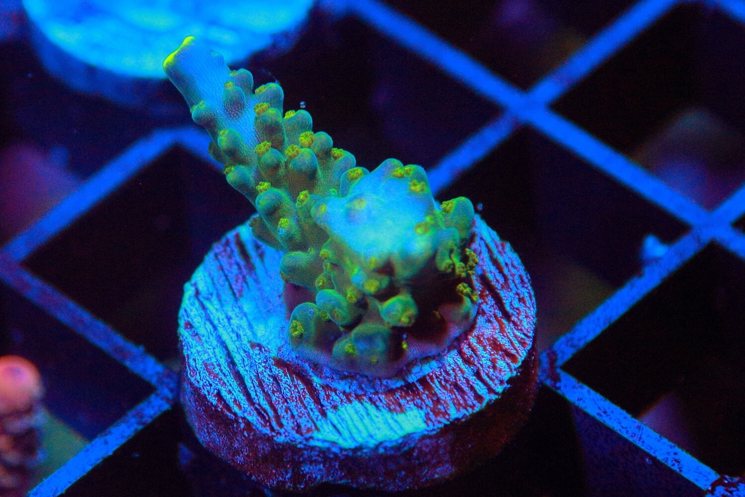 Yellowtip Joker acro.