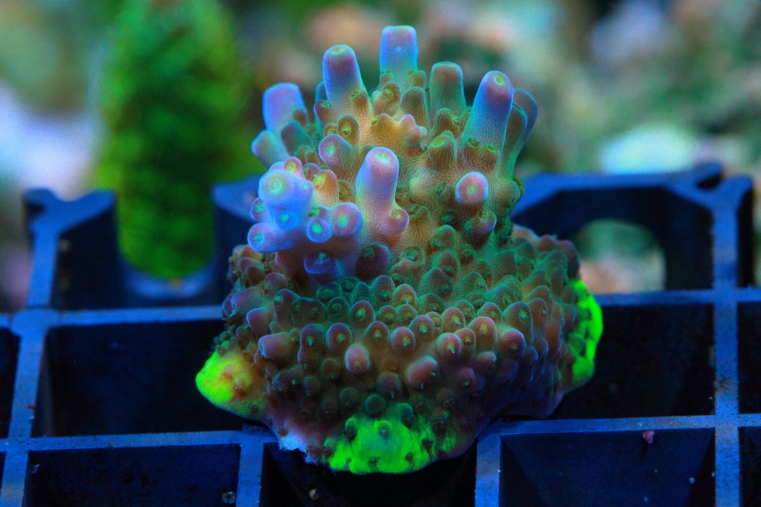 Moonshot acro WYSIWYG