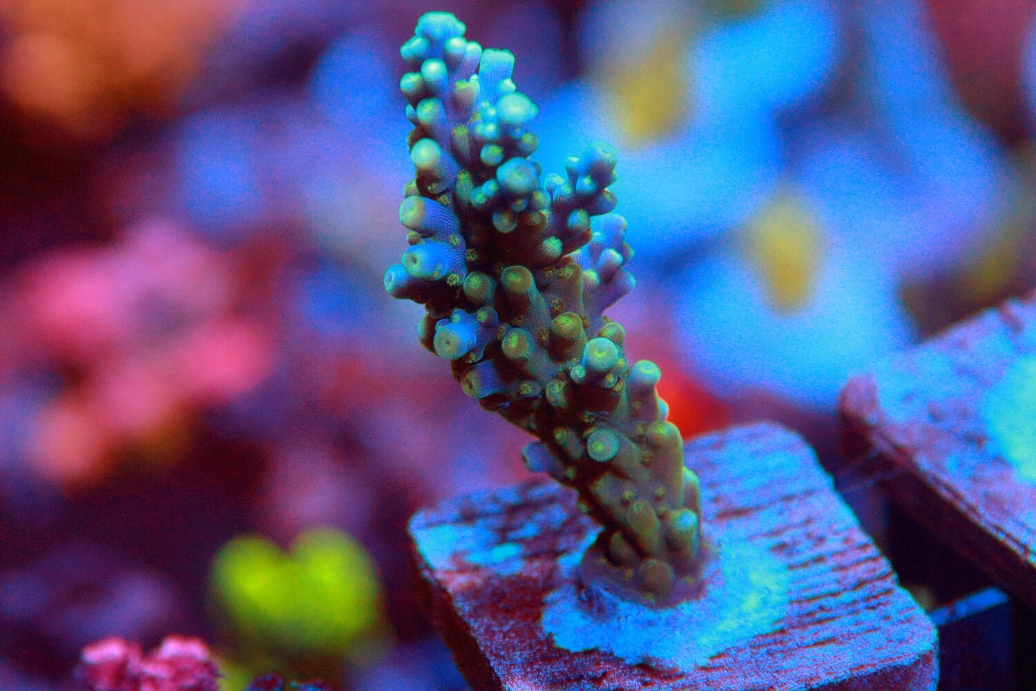 Acropora Cerealis WYSIWYG