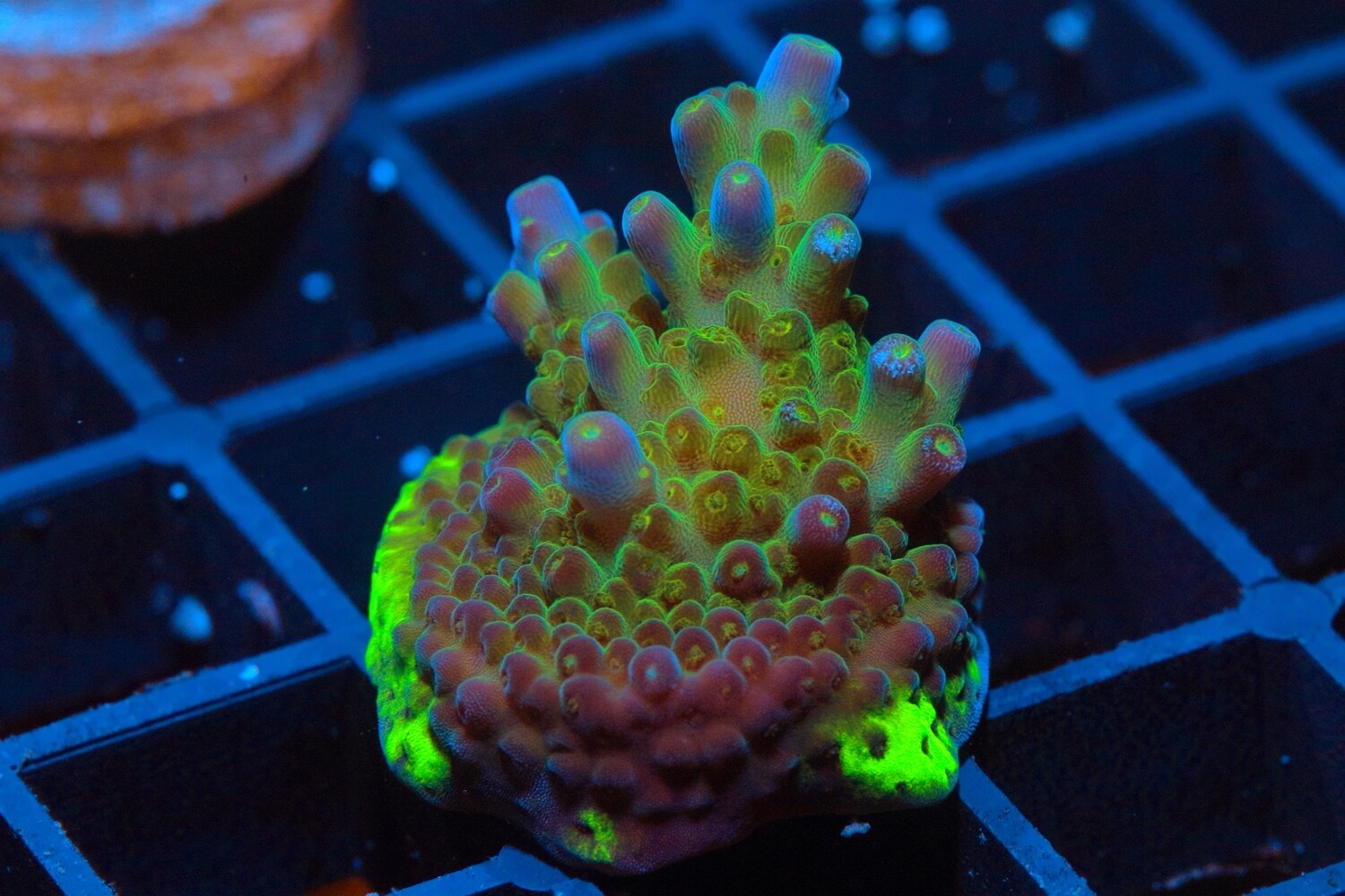 Moonshot acro WYSIWYG