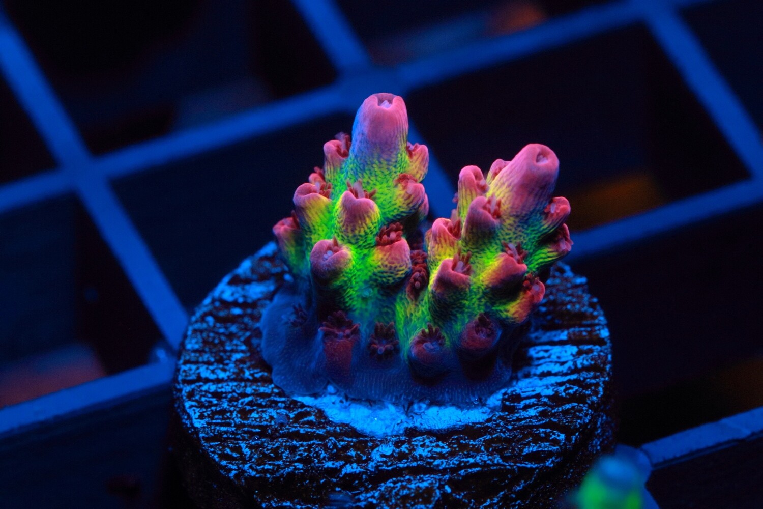 Cactus Pete OMFG Acropora