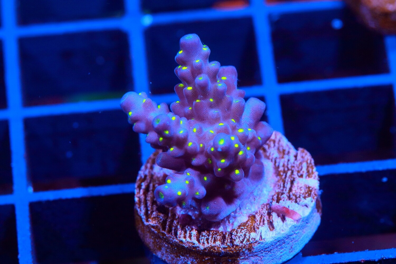 Blueberry fields Acropora