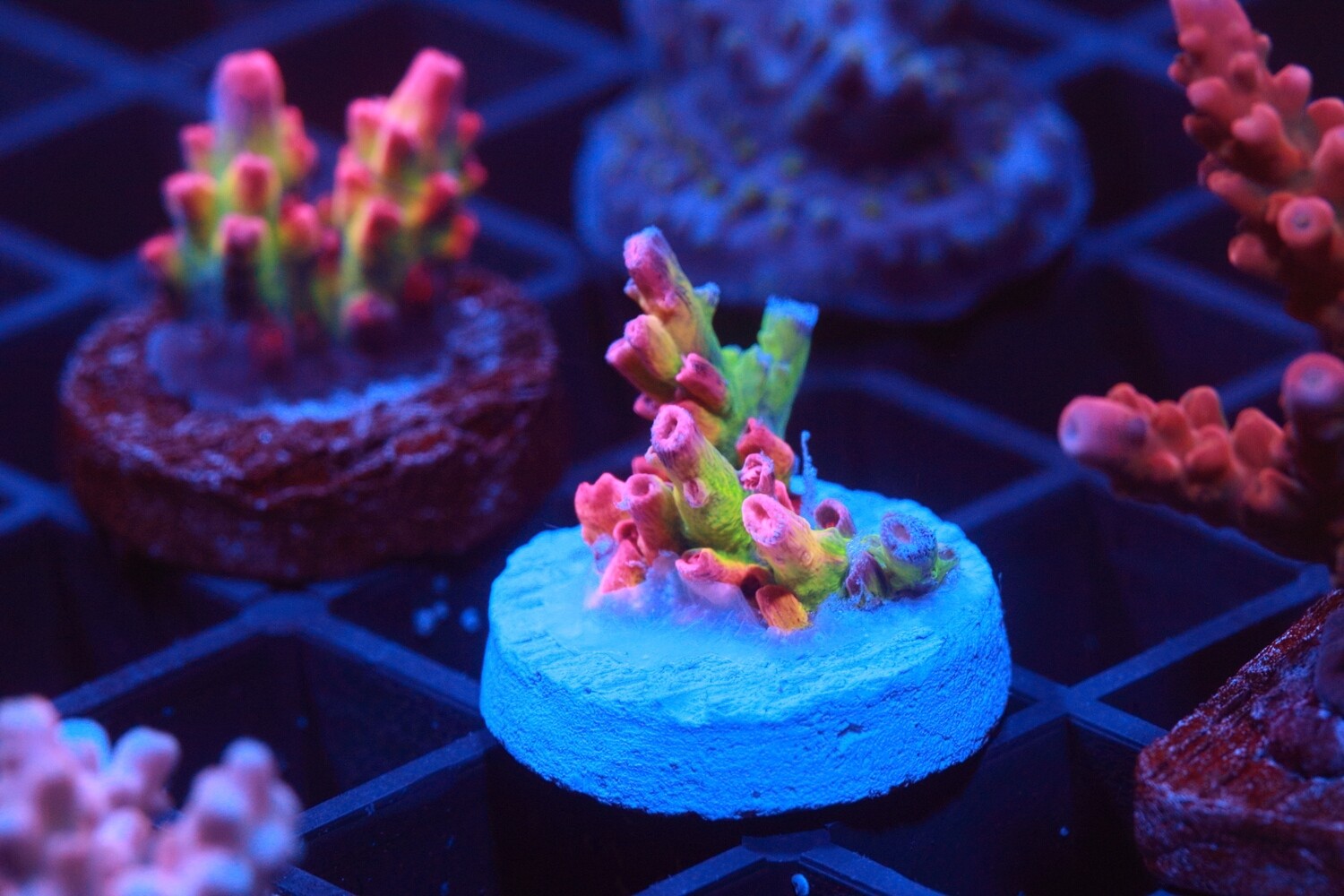 Cactus Pete OMFG Acropora